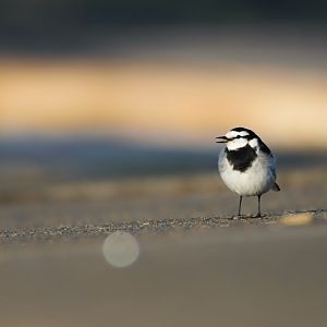 White Wagtail - Kasai Rinkai Seasie Park