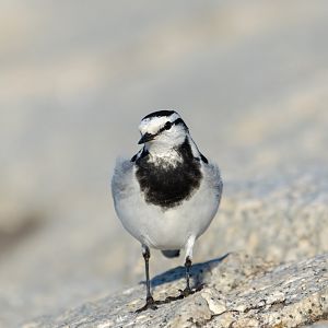 White Wagtail - Kasai Rinkai Seasie Park