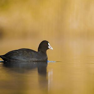 Eurasian Coot - Kasai Rinkai Seaside Park