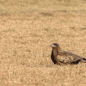 Black Kite - Kasai Rinkai Seasie Park