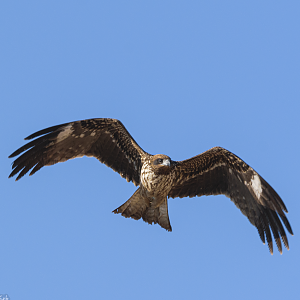 Black Kite - Kasai Rinkai Seasie Park