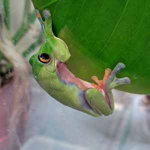 Blue-sided leaf frog (Agalychnis annae)