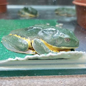 Sylvia's leaf frog (Cruziohyla sylviae)