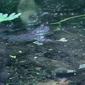 Apennine yellow-bellied toad
