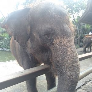 Molly the Asian Elephant