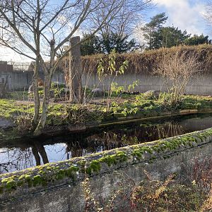 Lion enclosure 261124