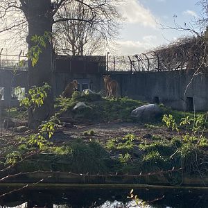 Lion enclosure 261124