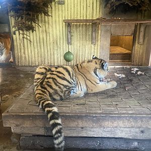 Sumatran tiger juvenile 261124