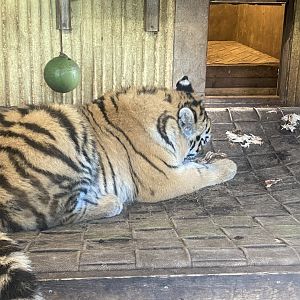 Sumatran tiger juvenile 261124