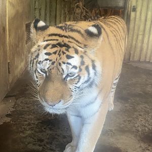 Sumatran tiger 261124