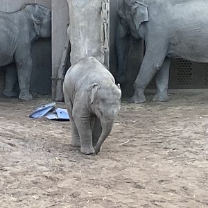 Southeast Asian elephant juvenile 261124