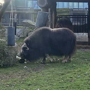 Musk-ox 261124
