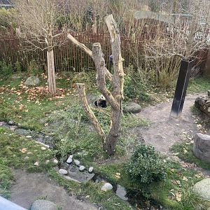 Giant panda habitat 1 261124