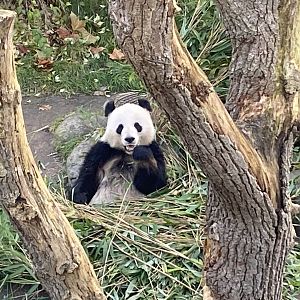 Giant panda 261124