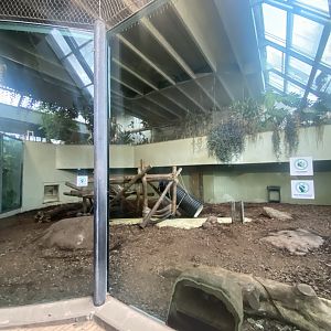 Chimpanzee indoors 261124