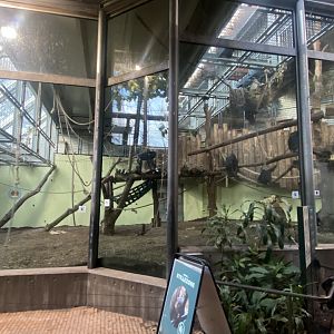 Chimpanzee indoors 261124