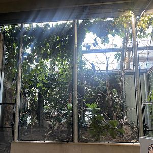 Trumpeter hornbill aviary 261124