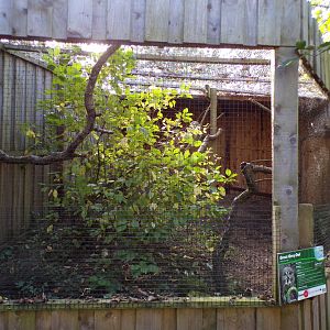 Great grey owl aviary 14.10.23