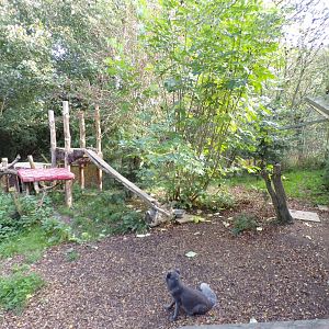 Arctic fox enclosure 14.10.23