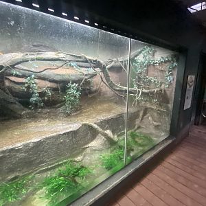 Tropezoo - Royal python exhibit 261124