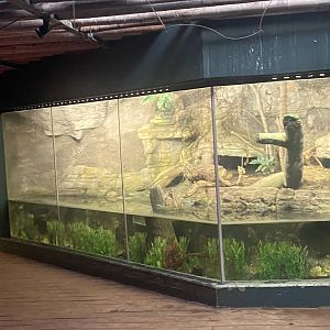 Tropezoo - Green anaconda exhibit 261124