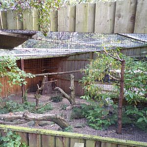 Snowy owl aviary 14.10.23