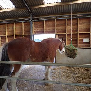 Farm section- Shire horse 14.10.23
