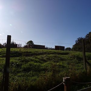 Greater rhea paddock 14.10.23