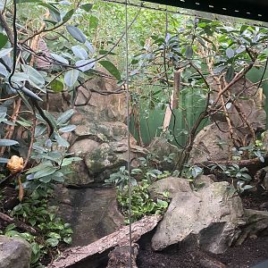 Tropezoo - Golden lion tamarin exhibit 261124