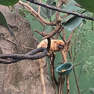 Tropezoo - Golden lion tamarin 261124