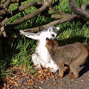 Ring-tailed and Red-Fronted lemur interaction 14.10.23