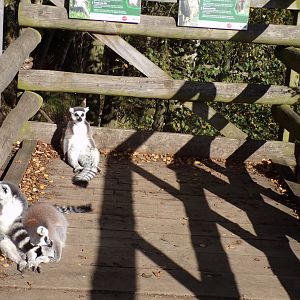 Ring-tailed and Red-Fronted lemurs relaxing on the decking section 14.10.23