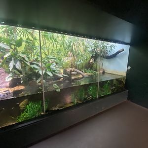 Tropezoo - Caiman lizard exhibit 261124