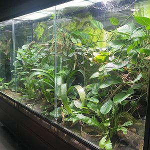 Tropezoo - Mixed poison dart frog exhibit 261124