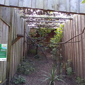 Bengal eagle owl aviary 14.10.23