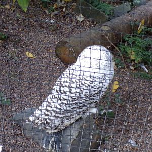 Snowy owl 14.10.23