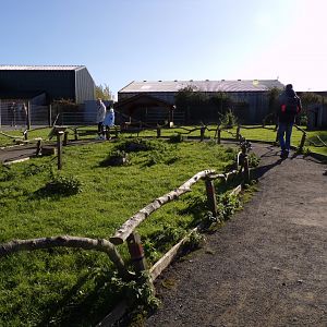 Parma and Bennett’s wallaby walkthrough enclosure 14.10.23