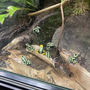 Tropezoo - Poison dart frogs 261124