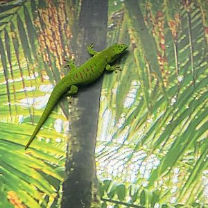 Tropezoo - Madagascar giant day gecko 261124