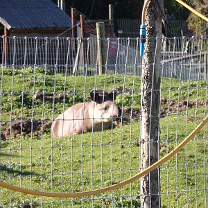 Brazillian tapir 14.10.23