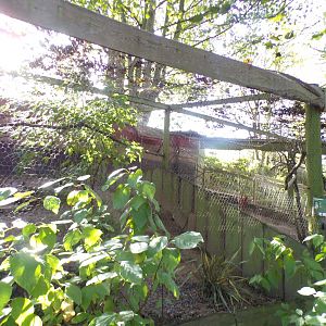 Laughing kookaburra aviary 14.10.23