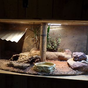 Blue-tounged skink terrarium 14.10.23