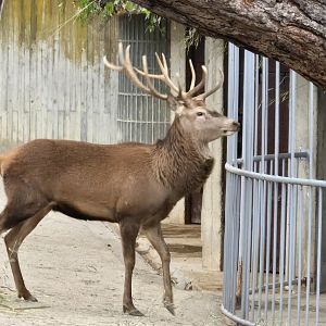 Spanish red deer stag