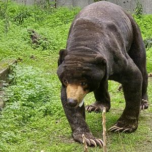 Sun bear