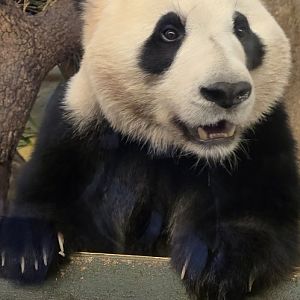 Giant panda