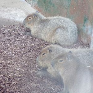 Capybaras in their house 14.10.23