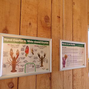 Crayfish signage in the breeding centre 14.10.23