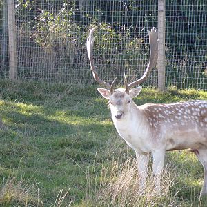 Farm section- Fallow deer stag 14.10.23
