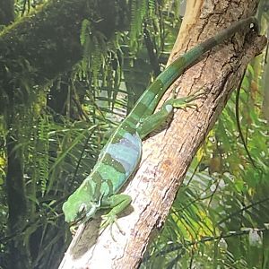 Tropezoo - Fiji banded iguana exhibit 261124