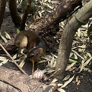 Tropezoo - Lesser mouse deer 261124